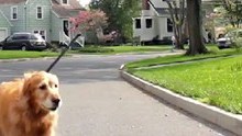 dog and dronedrone